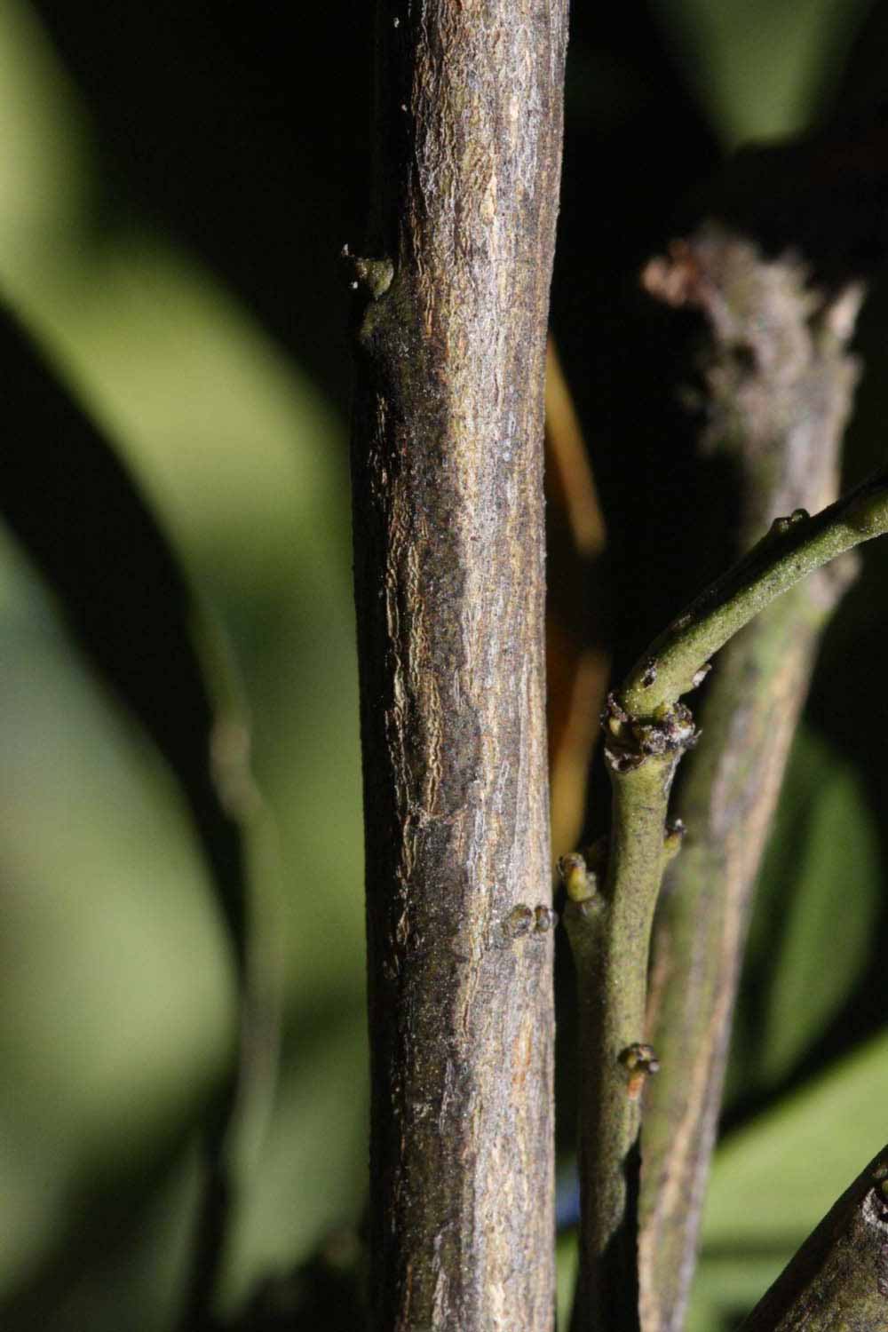              Second - third year twig (Riverside, CA)       